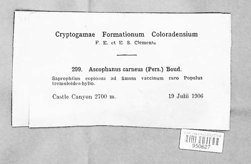 Ascophanus carneus image